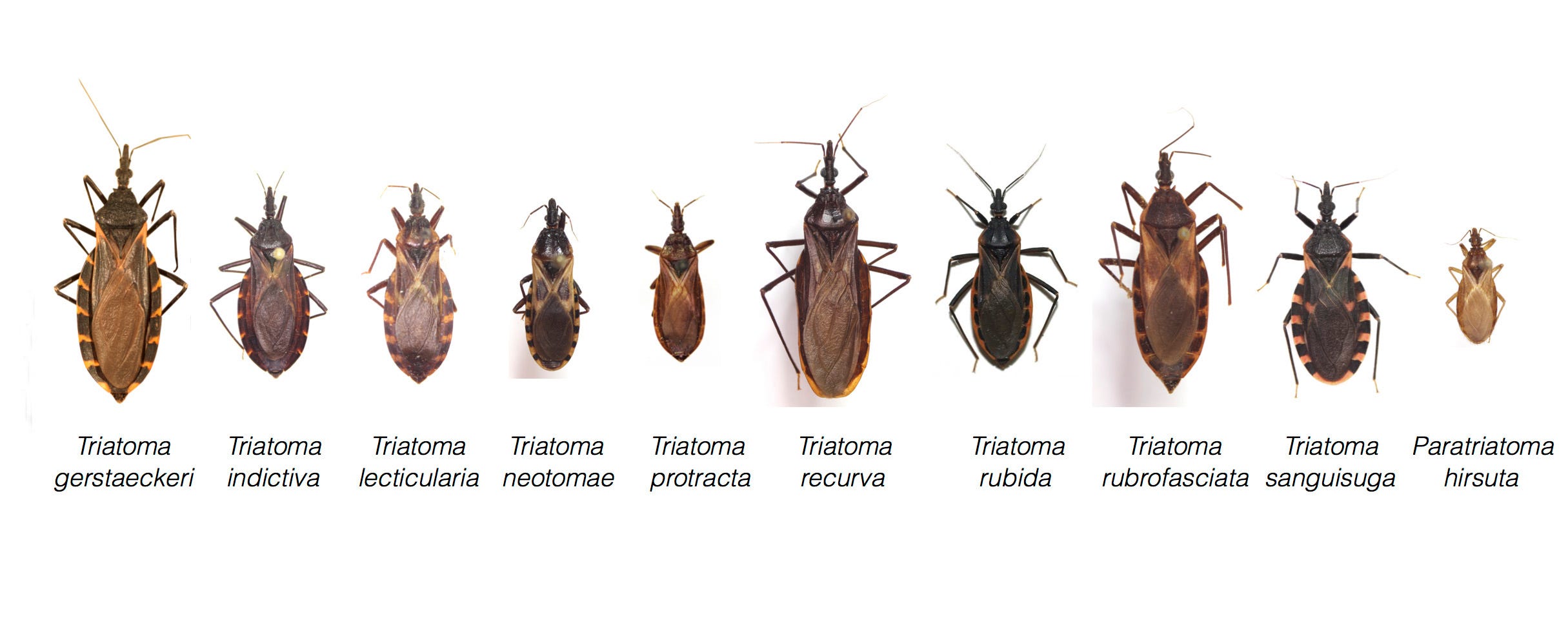 different bugs on dogs